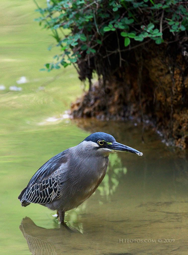 IMAGE: http://i3.photobucket.com/albums/y57/cyberlawprof/IMG_0227BotanicLifeWEB.jpg