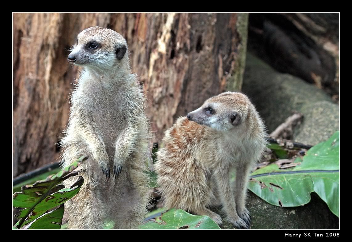 IMAGE: http://i3.photobucket.com/albums/y57/cyberlawprof/meerkat1.jpg