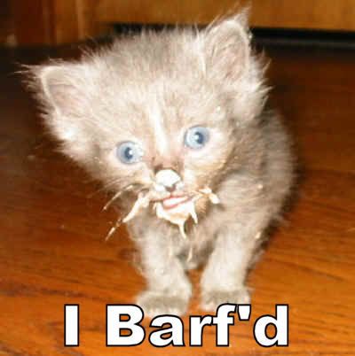 barf cat
