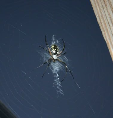 IMAGE: http://i3.photobucket.com/albums/y58/Anjc/fun/IMG_0975.jpg