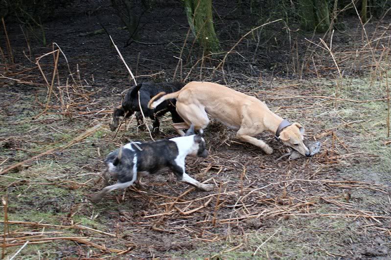 LurchersRatting10.jpg