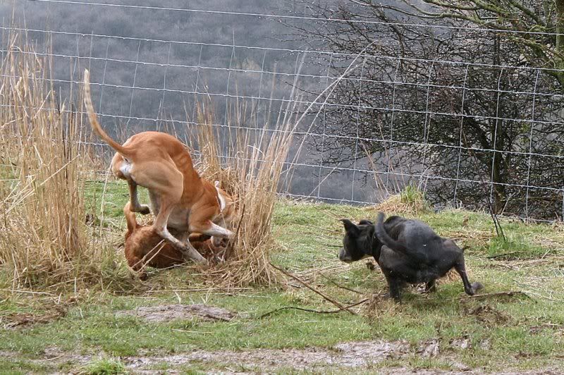 LurchersRatting13.jpg