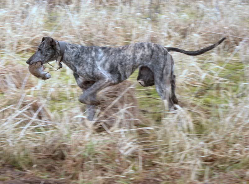 LurchersRatting14.jpg