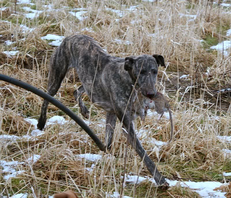 LurchersRatting8.jpg