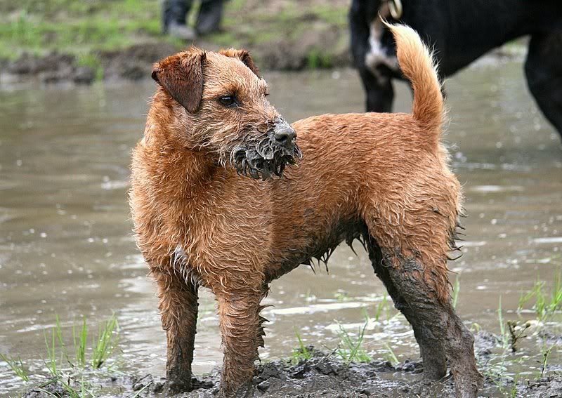 muckypup.jpg