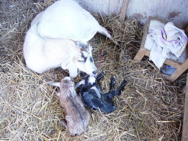 We have babies! - Goats