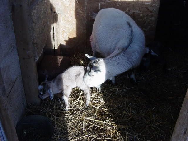 We have babies! - Goats