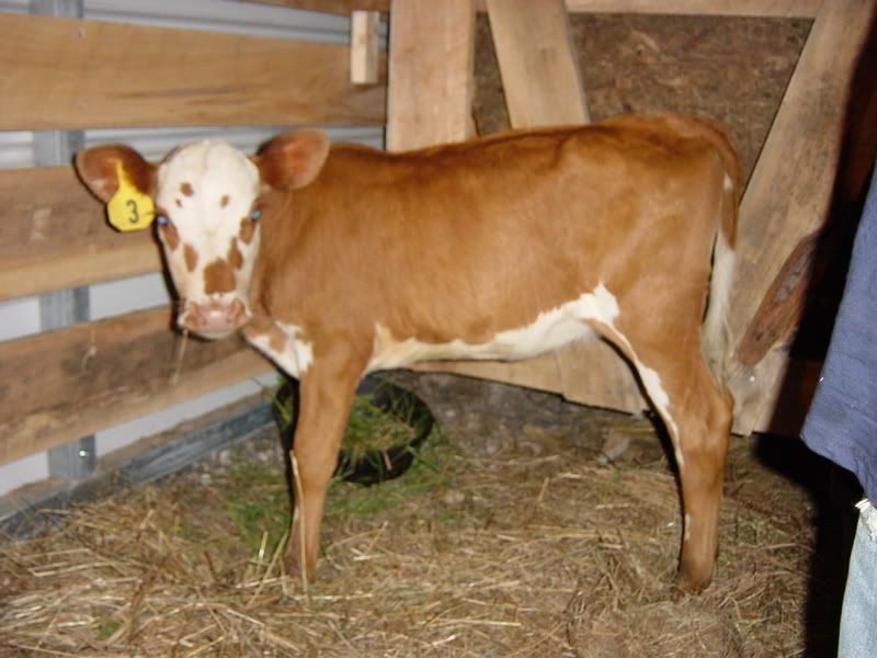 Lowest birthweight AI bull - Cattle