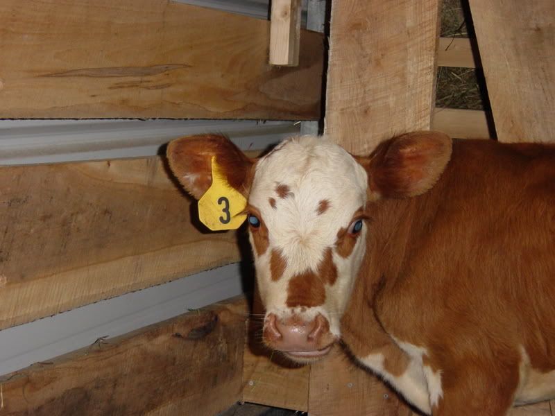 Pics of my calf - Cattle