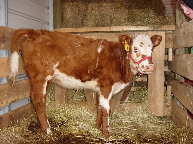 cow question from a horse person - Cattle