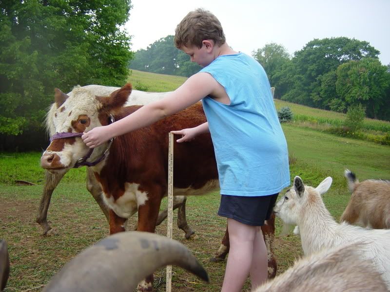 Lowest birthweight AI bull - Cattle