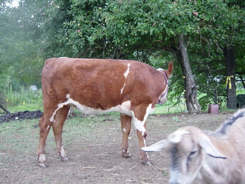 Lowest birthweight AI bull - Cattle