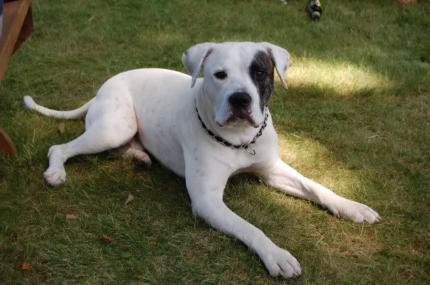 I love my hubby - Working and Companion Animals