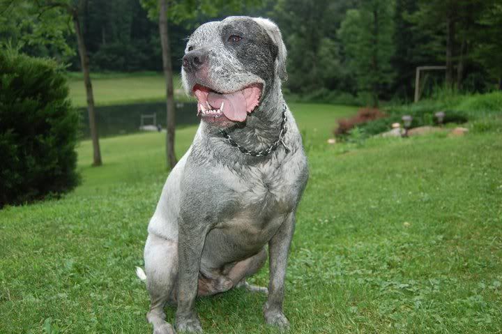 I love my hubby - Working and Companion Animals