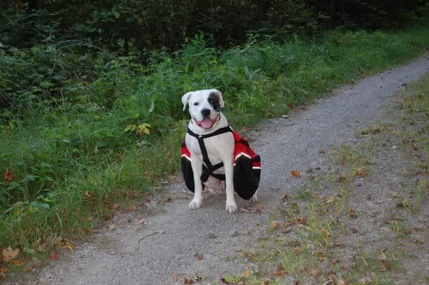 I love my hubby - Working and Companion Animals