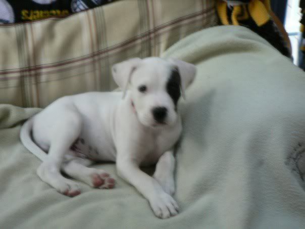 I love my hubby - Working and Companion Animals