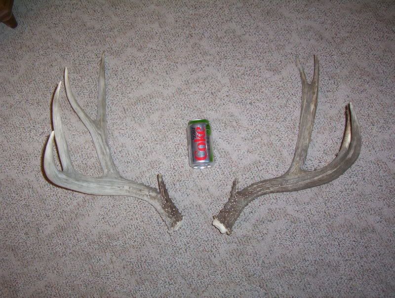 deersheds005.jpg