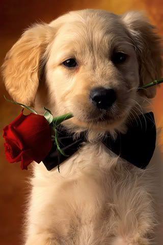 Sfondo per iTouch e iPhone: Puppy Rose 1 Puppy Rose