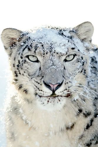 Snow Leopard Snow Leopard