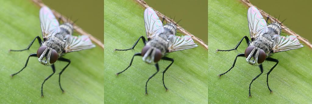 Focus_stacking_Tachinid_fly.jpg