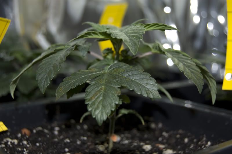 Rust+Spots+on+Marijuana+Leaves http://www.pic2fly.com/Rust+Spots+on+Marijuana+Leaves.html