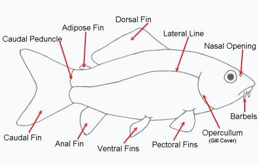 Basic Fish Anatomy Photo by MadDuff | Photobucket