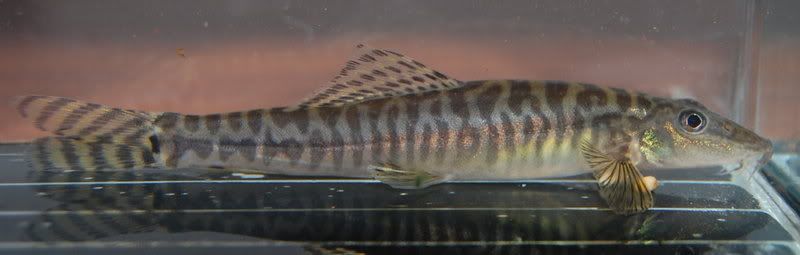 DSC_8237.jpg
