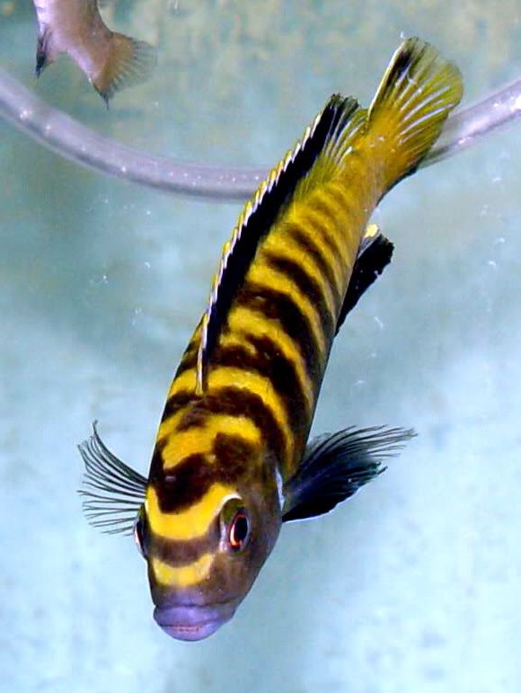 Pseudotropheus Flavus