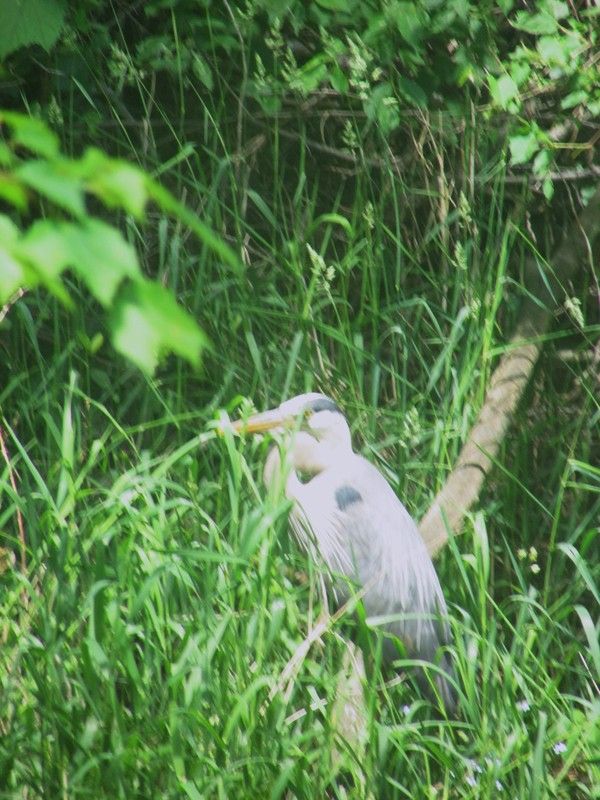 June sightings out the living room window. - The Great Outdoors