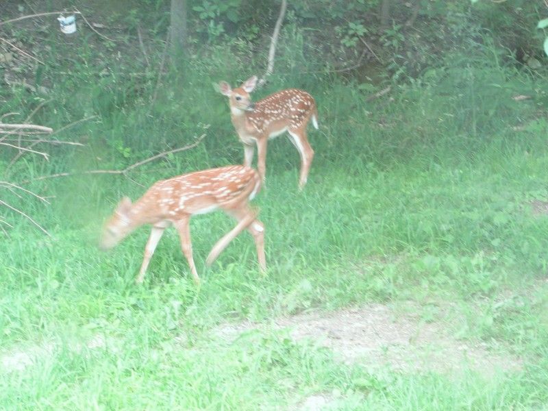 June sightings out the living room window. - The Great Outdoors