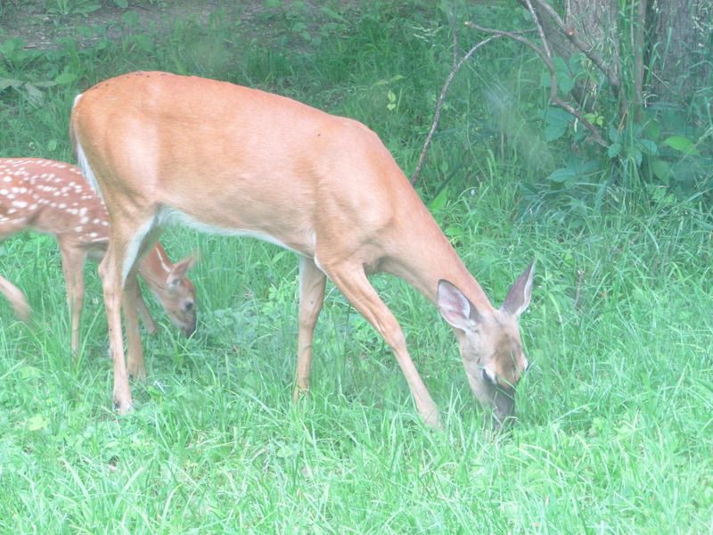 June sightings out the living room window. - The Great Outdoors