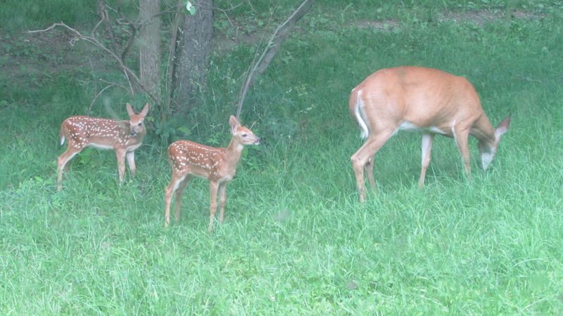 June sightings out the living room window. - The Great Outdoors