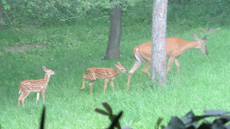 June sightings out the living room window. - The Great Outdoors