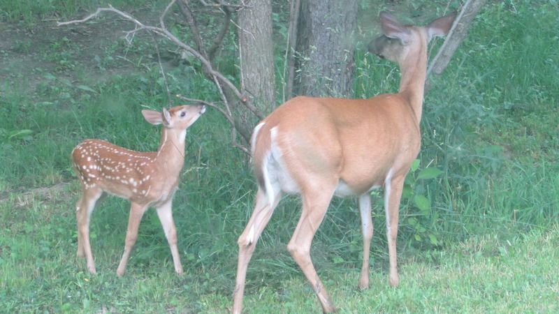 June sightings out the living room window. - The Great Outdoors