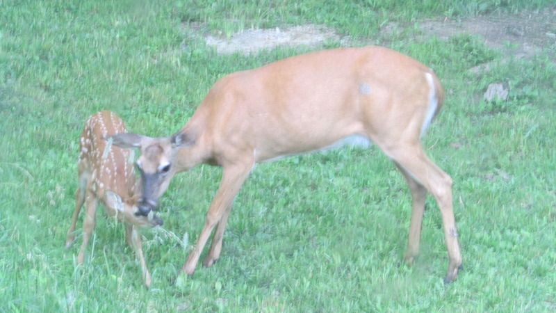 June sightings out the living room window. - The Great Outdoors