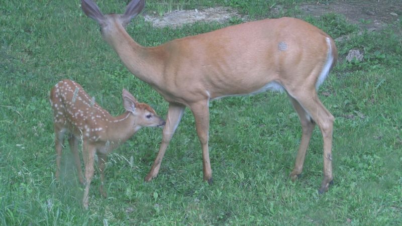 June sightings out the living room window. - The Great Outdoors