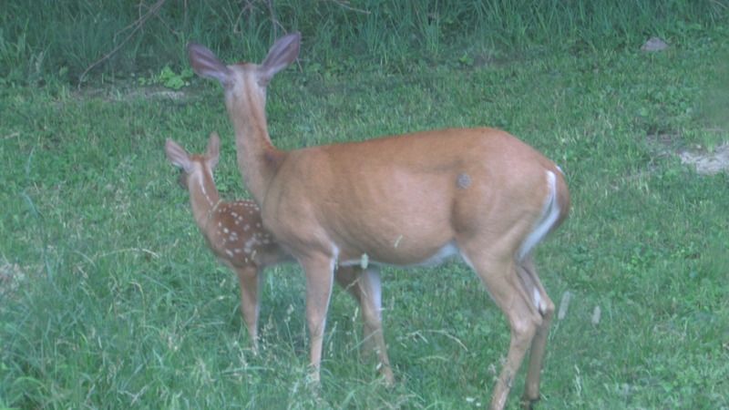 June sightings out the living room window. - The Great Outdoors