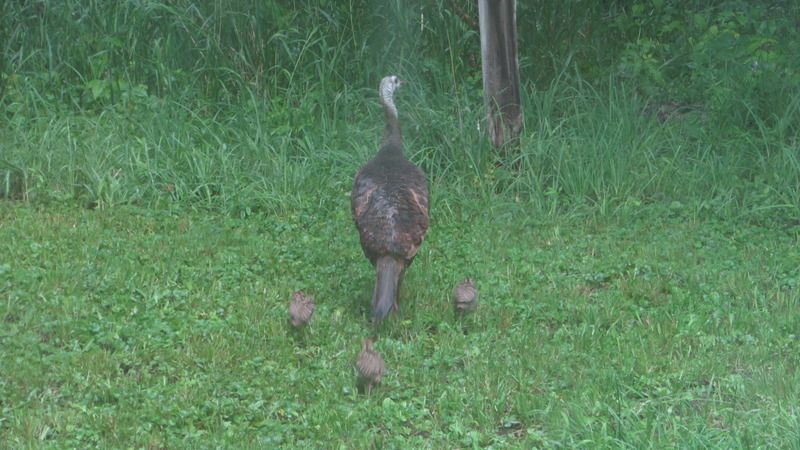 June sightings out the living room window. - The Great Outdoors