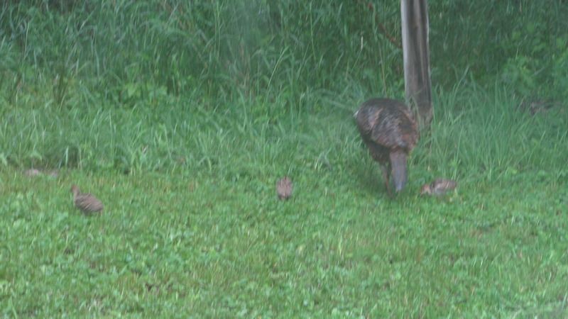 June sightings out the living room window. - The Great Outdoors