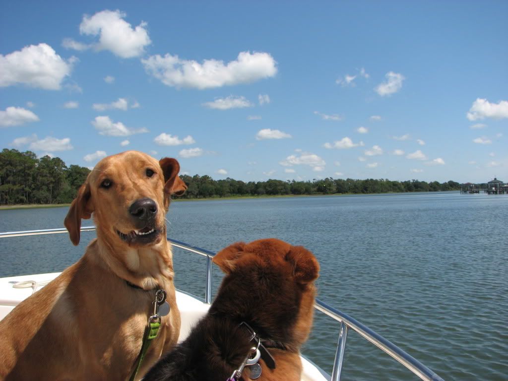 Dogs ON Boats , Lets see some pics !! Page 3 The Hull Truth