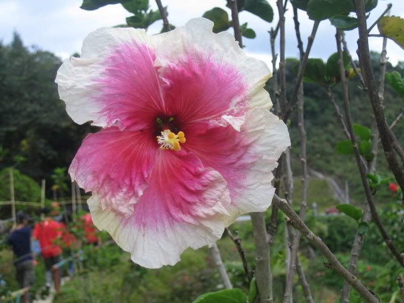flower