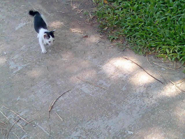 kitty kitkit 2