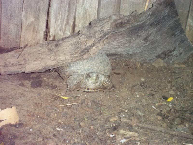 10-21-11Westernboxturtle.jpg