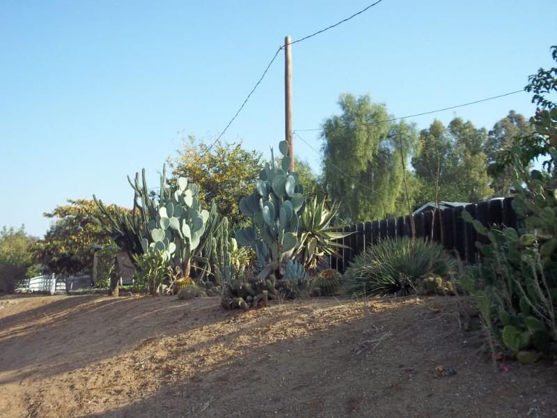 10-21-11opuntia.jpg