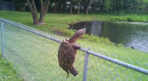 Turtle-climbs-fence.jpg