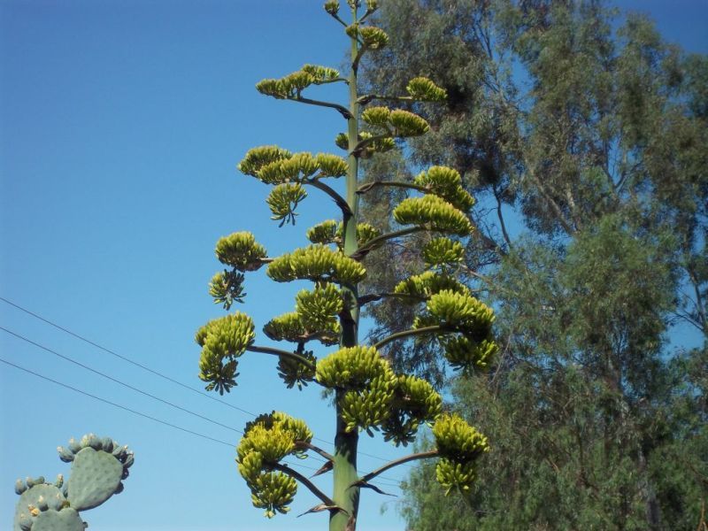 agave-1.jpg