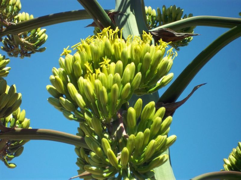agave-2.jpg