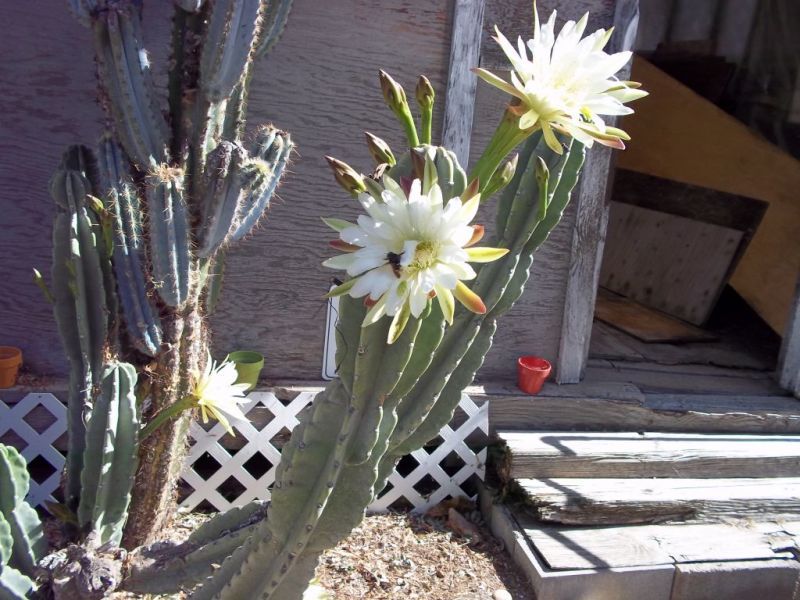 cactus-1.jpg