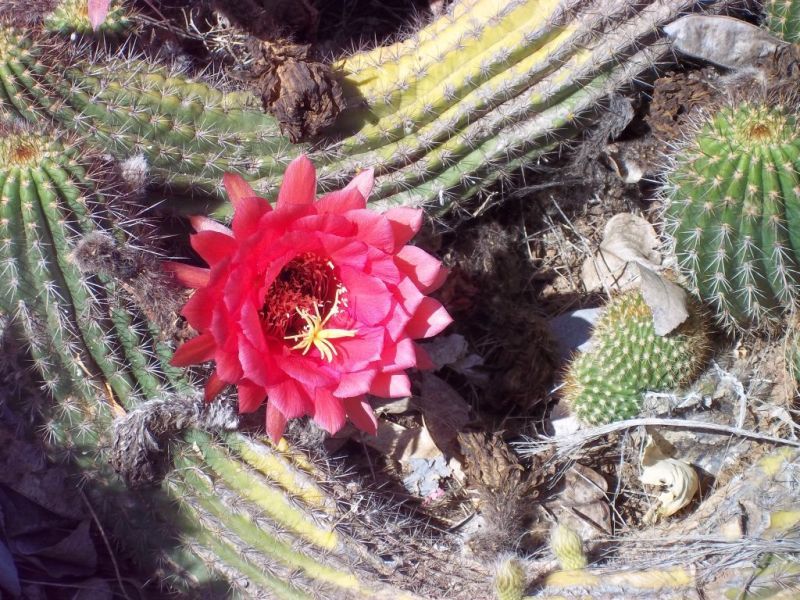cactus-2.jpg