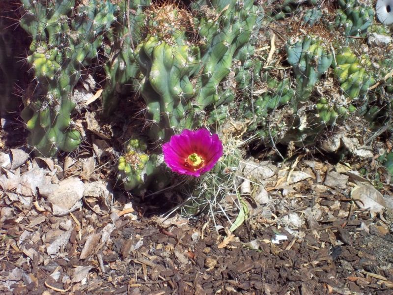 cactus-4.jpg